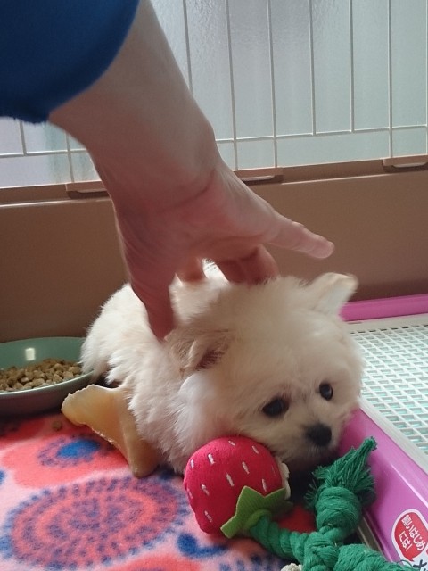 おっかなびっくり