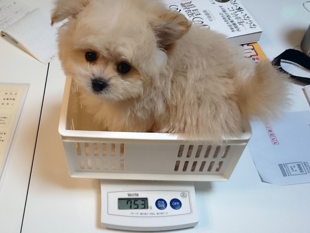 体重測定 生後60日