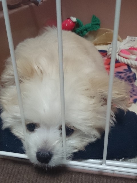 初めての動物病院