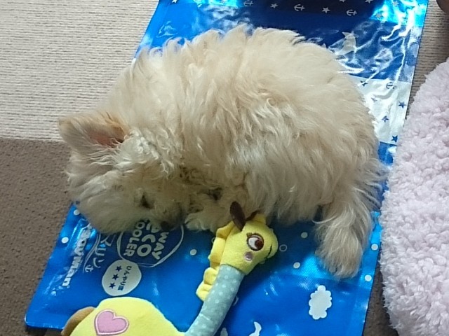 ひんやりシート