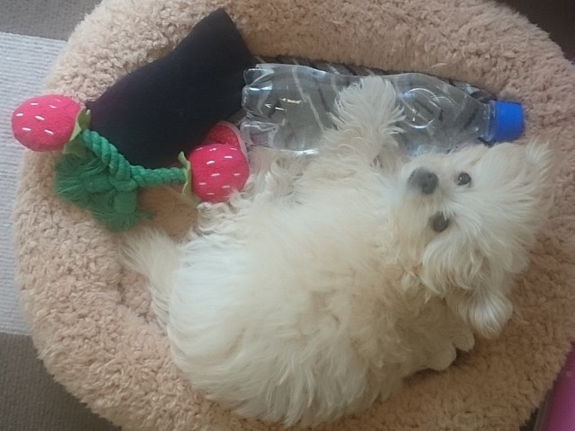 ひえひえペットボトル