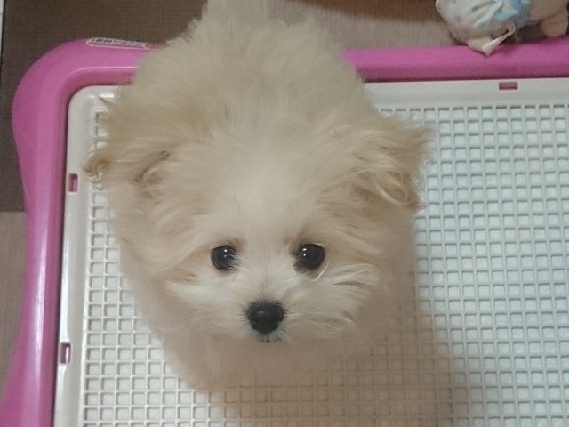 トイレトレー×3