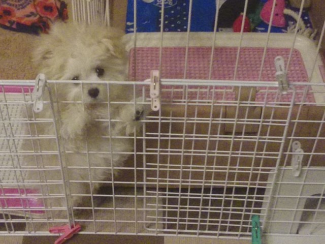 くりん脱走事件