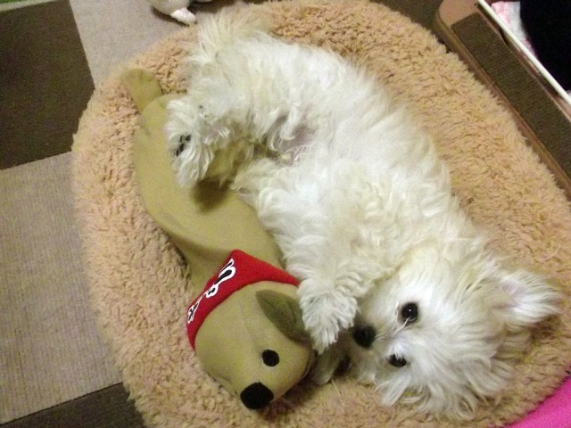 ごん太＆くりん