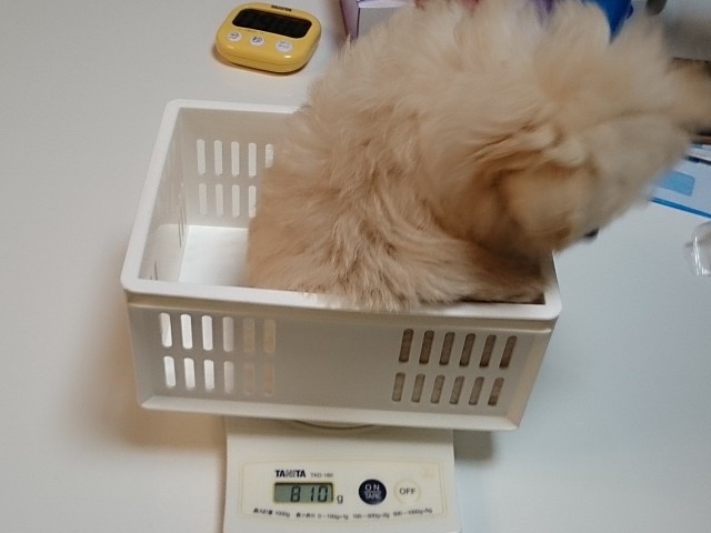 体重測定 生後68日