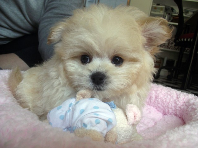 ドッグフードの問題