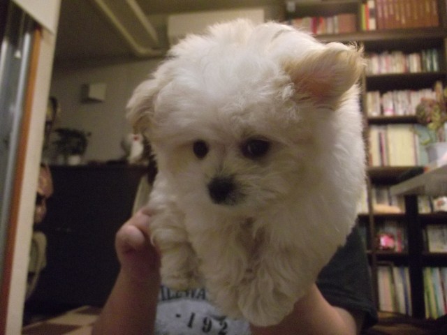 お尻まわりの毛