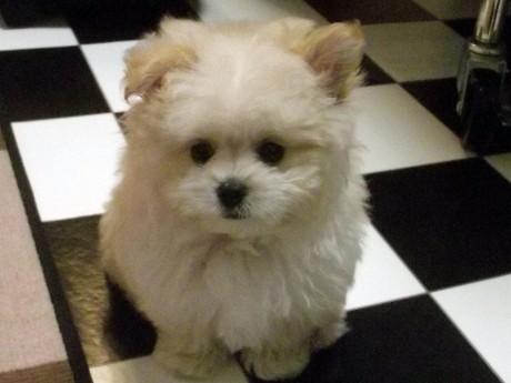 立ち耳・垂れ耳