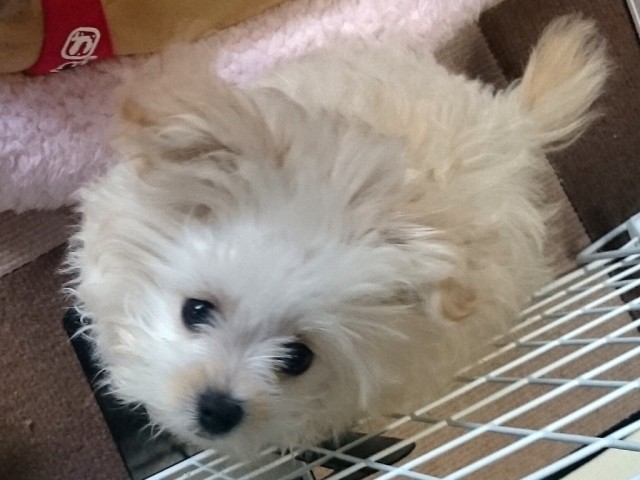 フィラリアの予防薬