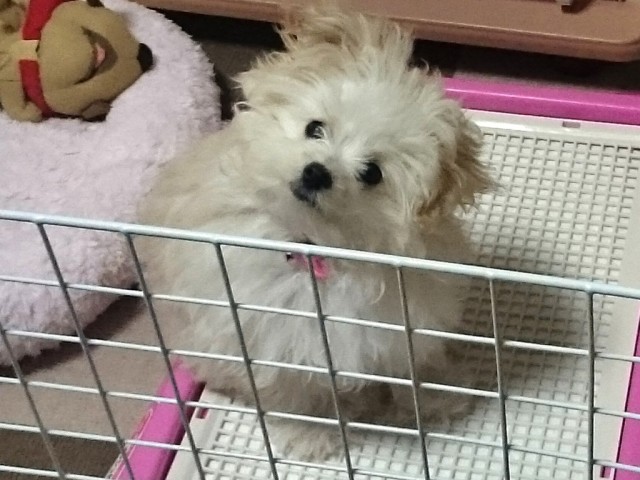 ポメプーの英語は？