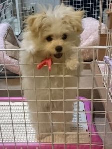 体重測定 生後106日