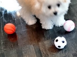 くりんにお土産