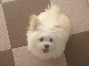 好きなにおい・苦手なにおい