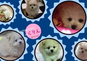 Picky-Picsでくりん壁紙