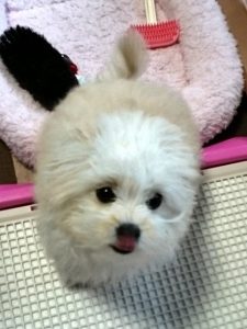 嬉しいときのヘルメット