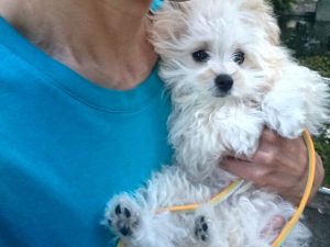 リードでお散歩デビュー