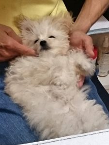 コロイダル・シルバーその後