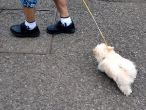 pomapoo_crin_2015-06-14sanpo01