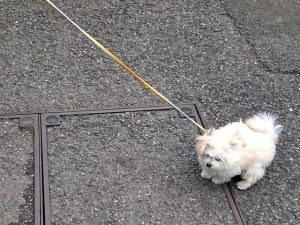 pomapoo_crin_2015-06-14sanpo02