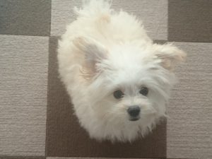 pomapoo_crin_2015-06-15