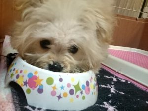 pomapoo_crin_dish01