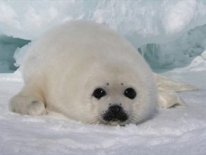 seal