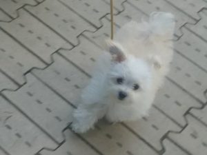 くりんのお散歩あるある