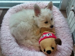 ちっこ♪トイレ♪