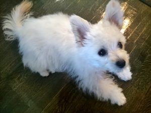 おりこうさん？