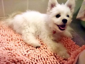 トイレトレーニング卒業？