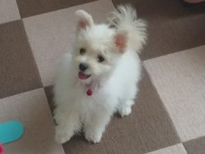 猫ちゃん用首輪