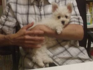 くりん、くみんになる。