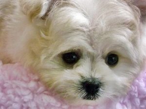 涙やけ発生注意報