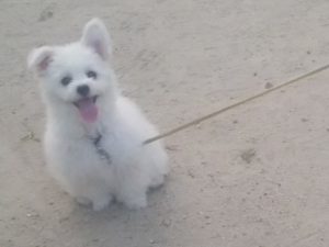 毎日走ってるよ