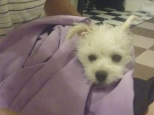 シャンプーの日