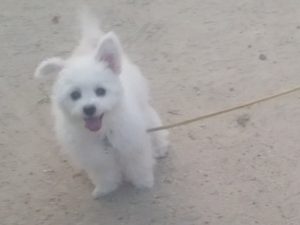 虫刺されがひどいんです