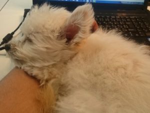 オキニの寝場所