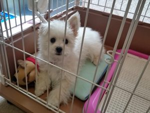 カバー付アイスノン