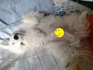 煮汁でぷるんぷるん