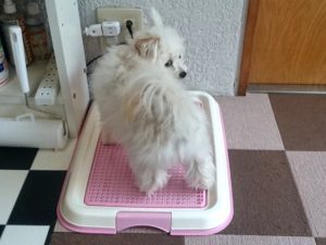 ペットシーツは1/2カットで