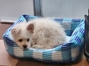 体重測定 生後188日