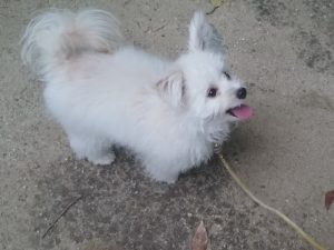 ヒトよりイヌが好き