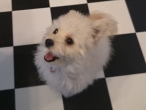 動物病院でもやもや