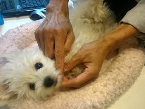 動物病院を転院