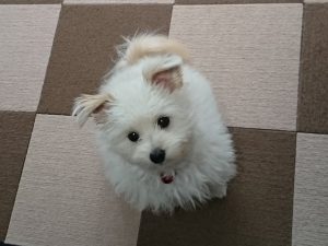 たんぽぽでデトックス？