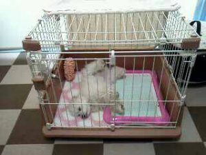 留守番の最長記録