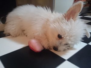 ひば精油で虫よけ