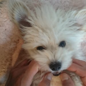 乳歯から永久歯