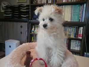 出張トリミング