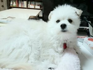 涙やけ～たんぽぽ効果